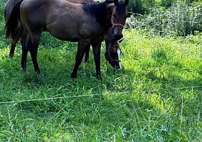 Dorthy (Quarter Horse, Mare) in Pittsboro, NC