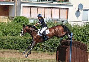 Warmblood (Warmblood, Gelding)