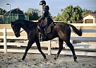 Thoroughbred - Horse for Sale in Costa Mesa, CA 92626 Thoroughbred - Horse for Sale in Costa Mesa, CA 92626