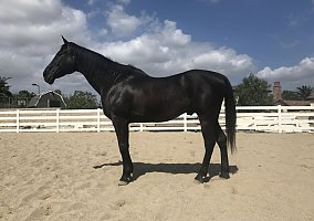 Flashy (Thoroughbred, Gelding) in Costa Mesa, CA