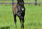 Gorgeous P.R.E. Andalusian Colt Andalusian Stallion