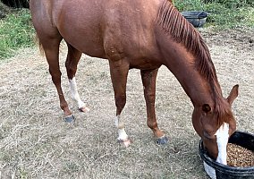 Quarter Horse