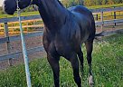 Quarter Horse - Horse for Sale in Des Moines, IA 50317