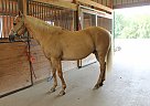 Joe - Gelding in Lansing, KS Joe - Gelding in Lansing, KS