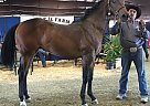 Quarter Horse - Horse for Sale in Capitan, NM 88316-