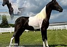 Tennessee Walking - Horse for Sale in , TN 37091