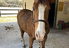 Fancy - Mare in Orlando, FL Fancy - Mare in Orlando, FL