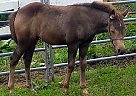 Yearling Buckskin Filly Zelda