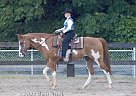 Paint Stallion
