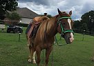 Mare Quarter Horse for Sale Quarter Horse Mare