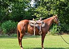 3 Year Old Prospect Quarter Horse Gelding