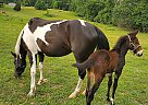 Mule Colt and Gaited Mare Mocha