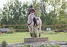 Quarter Horse Mare for Sale in Saskatoon, Saskatchewan Quarter Horse Mare for Sale in Saskatoon, Saskatchewan