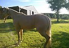 Hollywood Dun It Grandaughter Quarter Horse Mare