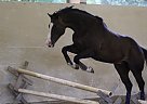 8 Year old TB for Sale Thoroughbred Stallion