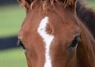 Registered Arabian Filly Arabian Mare