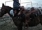 - Gelding in Ingalls, KS - Gelding in Ingalls, KS