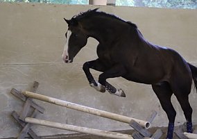Thoroughbred (Thoroughbred, Stallion) in Los Gatos, CA