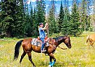 Quarter Horse Gelding for Sale in Delta, Colorado Roy Destruction