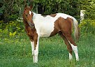 Victor - Stallion in Laurentian Hills, ON Victor - Stallion in Laurentian Hills, ON