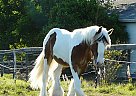 Gypsy Vanner Gelding for Sale in Brooksville, Florida Gypsy Vanner Gelding for Sale in Brooksville, Florida