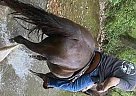 Peruvian Paso - Horse for Sale in Upper Sandusky, OH 43351