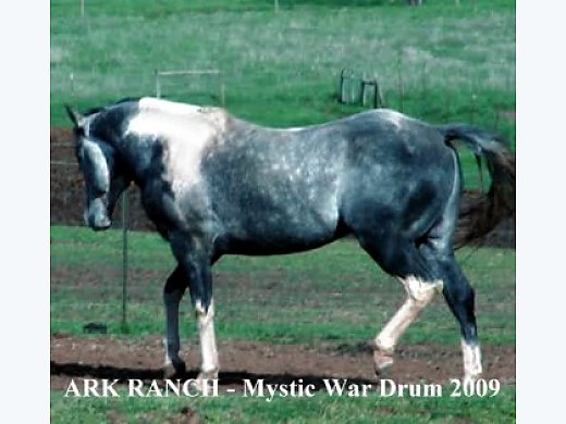 Beautiful Stallion For Sale