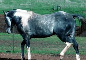 Beautiful Stallion For Sale Quarter Horse Stallion