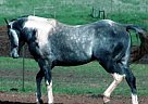 Quarter Horse - Horse for Sale in Salem, OR 97306