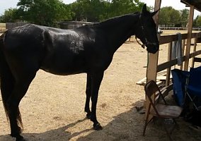 Tennessee Walking (Tennessee Walking, Mare) in Dallas, TX