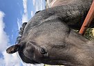Paint - Horse for Sale in Sherwood Park, AB T8A 5R5 Paint - Horse for Sale in Sherwood Park, AB T8A 5R5
