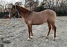 Cutting Breed Stud Colt Ozs Teardrop