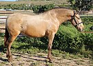 Andalusian - Horse for Sale in Acton, CA 93510