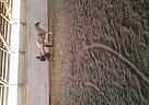 Fjord Mare for Sale in Molalla, Oregon Fjord Mare for Sale in Molalla, Oregon