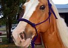 Quarter Horse - Horse for Sale in Davie, FL 33330