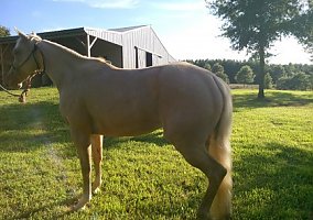 Hollywood Dun It Grandaughter Quarter Horse Mare