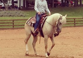 Quarter Horse (Quarter Horse, Mare) in Shelby, NC