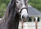 Dutch Warmblood - Horse for Sale in Antwerp,  2040