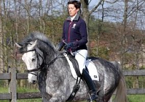 Warmblood (Warmblood, Gelding)