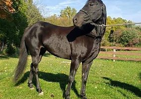 Morgan (Morgan, Mare) in Hanover, PA