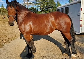 Warmblood (Warmblood, Mare) in Eugene, OR