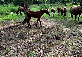 Quarter Horse