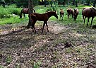 Quarter Horse - Horse for Sale in Pittsboro, NC 27312