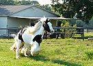 Gypsy Vanner Mare for Sale in Brooksville, Florida Gypsy Vanner Mare for Sale in Brooksville, Florida