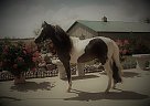 Miniature - Horse for Sale in Menoken, ND 58558