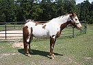 Apache - Gelding in Cleveland, TX Apache - Gelding in Cleveland, TX