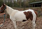 Paint - Horse for Sale in Huffman, TX 77336