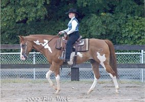 Paint (Paint, Stallion) in La Porte, IN