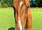 Rusty - Gelding in Southern Pines, NC Rusty - Gelding in Southern Pines, NC