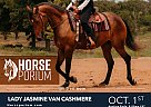 Friesian - Horse for Sale in Bartlesville, OK 74006